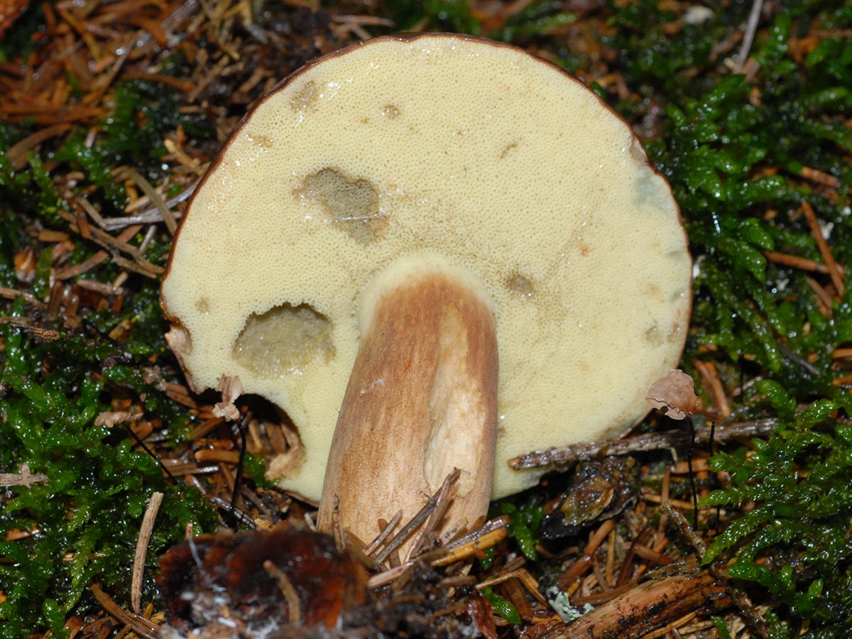Imleria badia